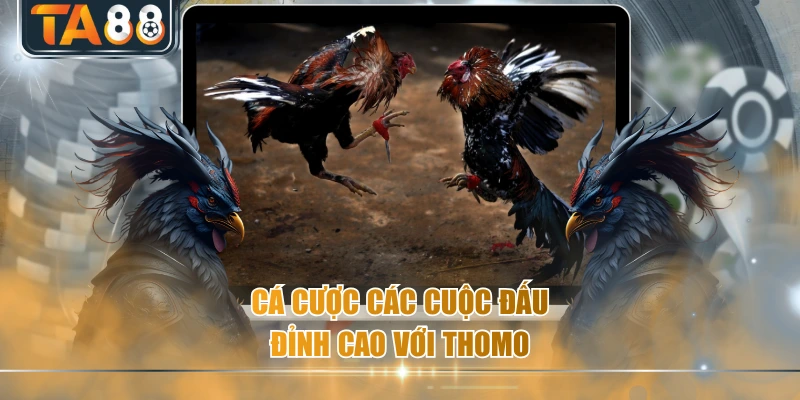 Cá cược các cuộc đấu đỉnh cao với Thomo