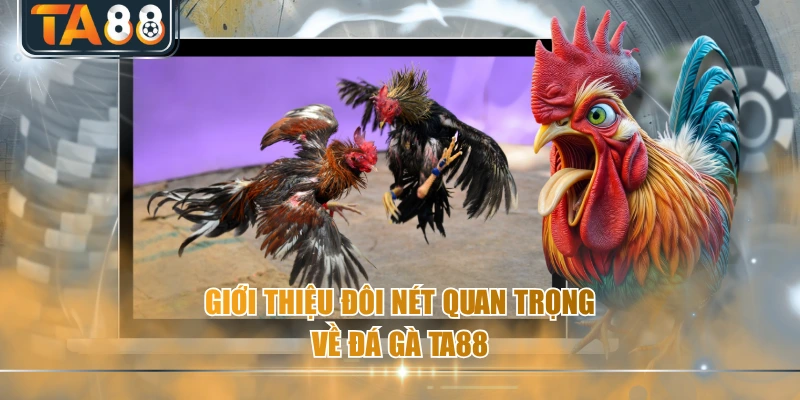Giới thiệu đôi nét quan trọng về đá gà TA88