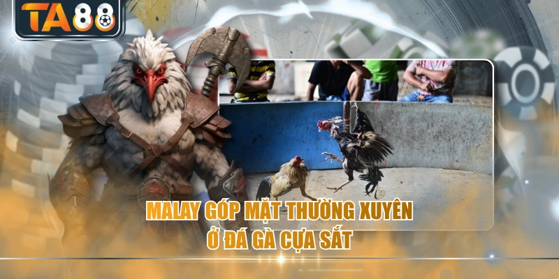 Malay góp mặt thường xuyên ở đá gà cựa sắt