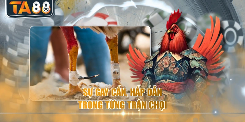 Sự gay cấn, hấp dẫn trong từng trận chọi